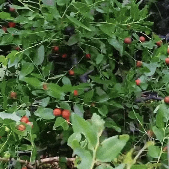 酸棗仁粉 - 14
